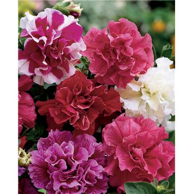 PETUNIA MULTIFLORE DOUBLE HYBRIDE - 150 GRAINES