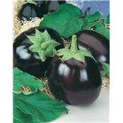 AUBERGINE BLACK BEAUTY - 1 G