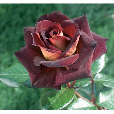 ROSIER BUISSON EDDY MITCHELL