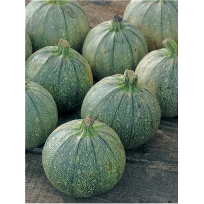 COURGETTE DE NICE A FRUITS RONDS - 5 G