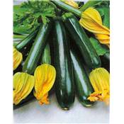 COURGETTE BLACK JACK HF1 - 10 G