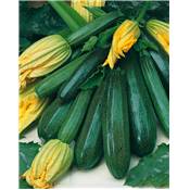 COURGETTE NON COUREUSE DES MARAICHERS - 10 G