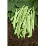 HARICOT NAIN DULCINA - 150 G