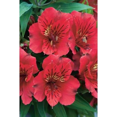 ALSTROEMERE ROUGE - LE GODET PLANTE VIVACE