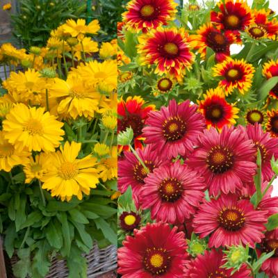 OFFRE FABRE : LOT DE 6 GAILLARDES 