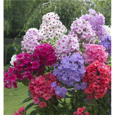 PHLOX PANICULATA PLANTE VIVACE - BLANC A OEIL ROUGE 3 GODETS