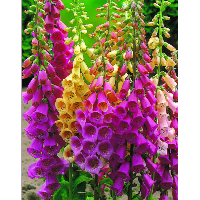 DIGITALIS PURPUREA