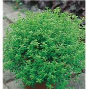 THYM CITRON - LOT DE 2 PLANTES