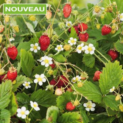 FRAISES DES BOIS - 2 GODETS