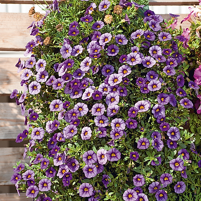 CALIBRACHOA DARK LAVENDER - 3 GODETS 