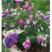 FUCHSIA BLUE SARAH - 3 GODETS