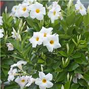 DIPLADENIA DIAMANTINA BLANC - LE POT