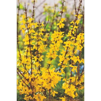 FORSYTHIA "WEEK-END" - LE GODET