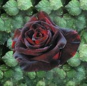 ROSIER BUISSON BLACK BACCARA - LE ROSIER