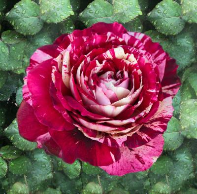ROSIER BUISSON JULIO IGLESIAS® MEISTERMON - LE ROSIER