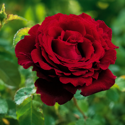 SIMONE VEIL® ORACOLHAC - LE ROSIER 