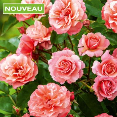 LOT DE 3 ROSIERS BOTTICELLI