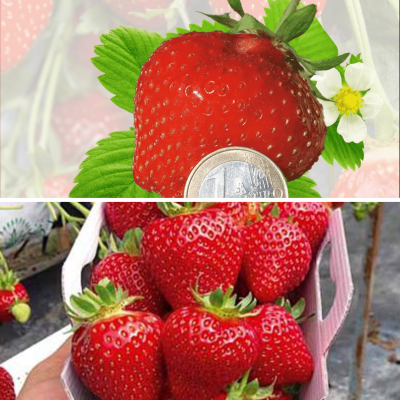 OFFRE FABRE : DÉGUSTATION 40 FRAISIERS À TRÈS GROS FRUITS