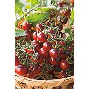 TOMATE CERISE BLACK CHERRY - 30 SEMENCES