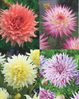 OFFRE SPECIALE DAHLIAS CACTUS - 4 BULBES
