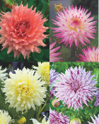 OFFRE SPECIALE DAHLIAS CACTUS - 4 BULBES