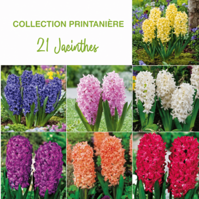 COLLECTION PRINTANIERE 18 JACINTHES