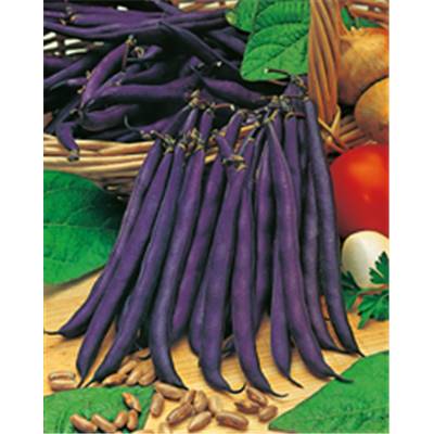 HARICOT NAIN PURPLE QUEEN - 150 G