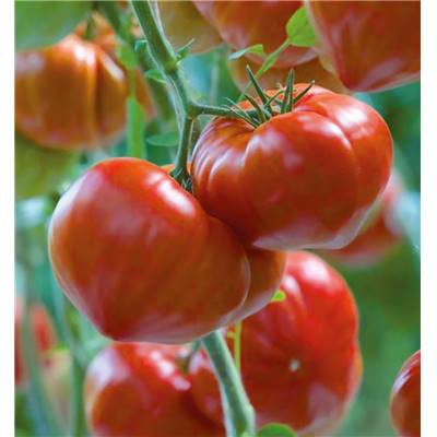 TOMATE GOURMANDIA F1 - 3 GODETS