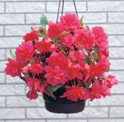 BEGONIA PENDULA CASCADES - ROSE FILET DE 3 BULBES