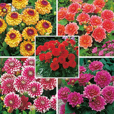 OFFRE DAHLIAS BUISSONS DECORATIFS  - 10 BULBES