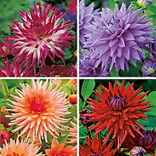 OFFRE SPECIALE DAHLIAS CACTUS - 4 BULBES