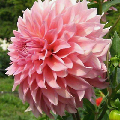 DAHLIA GEANT OTTO S THRILL - LE BULBE