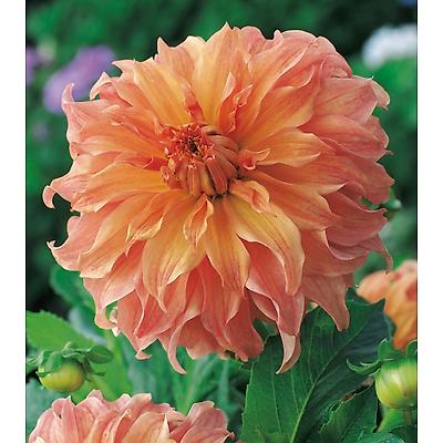 DAHLIA DECO BABYLON BRONZE - 1 BULBE