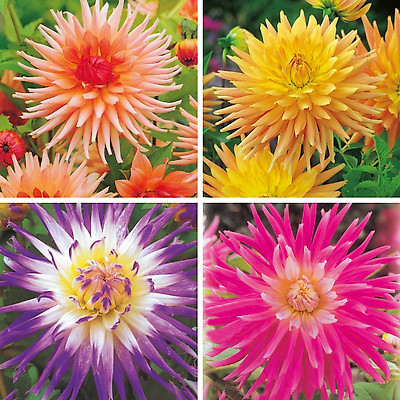 OFFRE SPECIALE DAHLIAS CACTUS - 4 BULBES