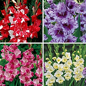 OFFRE SPECIALE GLAIEULS - 40 BULBES - bulbe