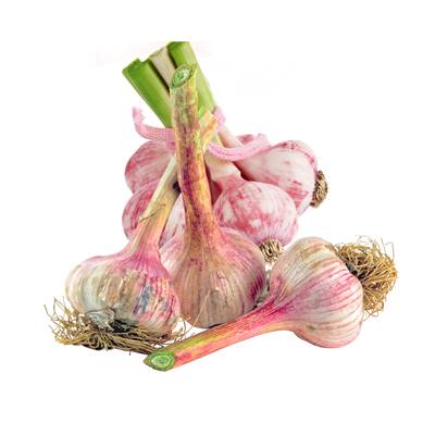 AIL VIOLET GERMIDOUR - 1 KG