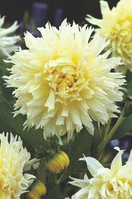 DAHLIA ICE CRISTAL - 1 BULBE