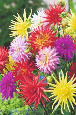 CADEAU 1 BULBE DE DAHLIA