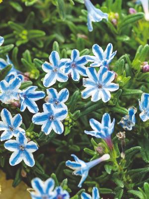 Lithodora Diffusa "Star"