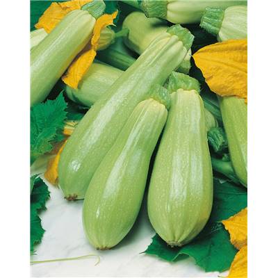 COURGETTE AMALTHEE F1