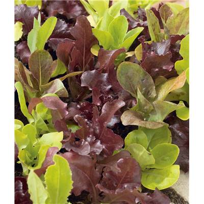 MESCLUN - 3 G