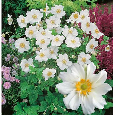 ANEMONE JAPONICA HONORINE JOBERT - 3 GODETS