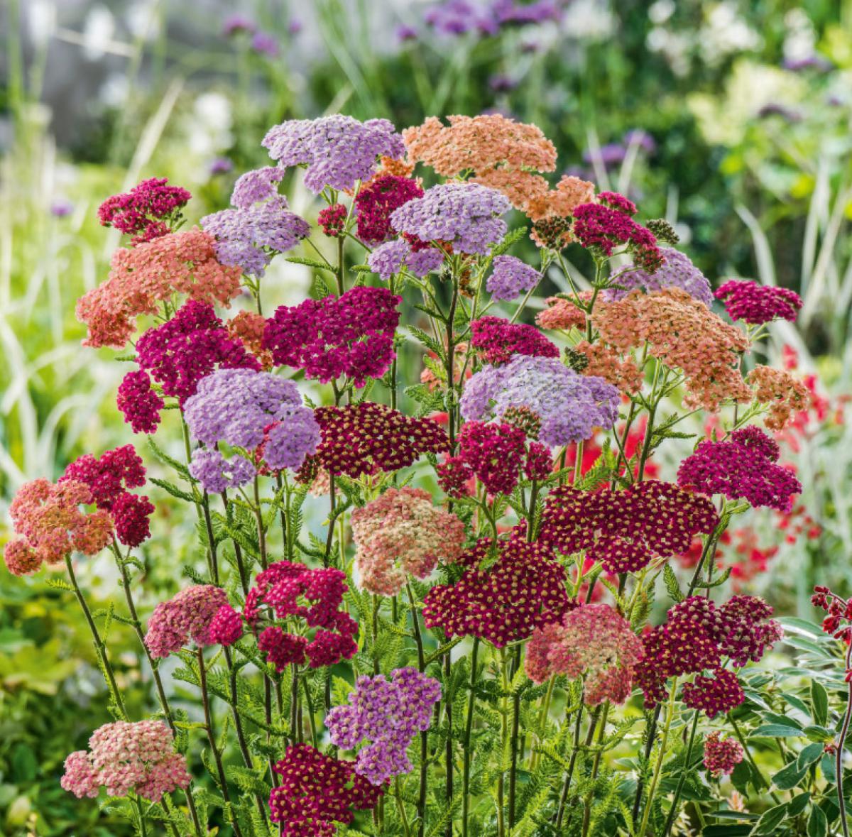 ACHILLEA MILLEFOLIUM COLORADO - Plantes vivaces