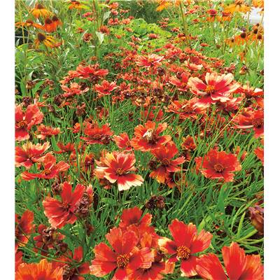 COREOPSIS DESERT CORAL