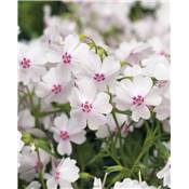 PHLOX SUBULATA CORAL EYE PLANTE VIVACE - 3 GODETS