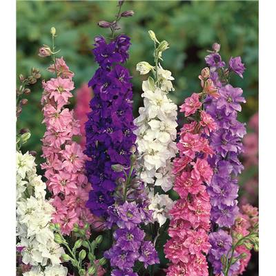 DELPHINIUM PACIFIC - BLANC 3 GODETS - 4 mois de fleurs