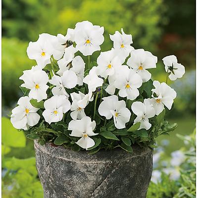 VIOLA CORNUTA SORBET NEIGE - LOT DE 3 GODETS