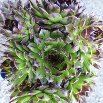 SEMPERVIVUM CHICK CHARMS® APPLETINI- LE GODET