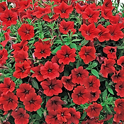 PETUNIA CASCADE ROUGE - 3 GODETS