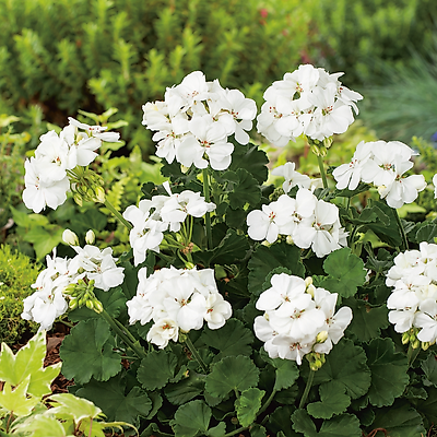 GERANIUM ZONALE BLANC - 3 GODETS 